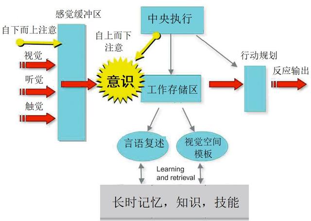 全局工作空间理论中,意识在脑功能结构中的位置