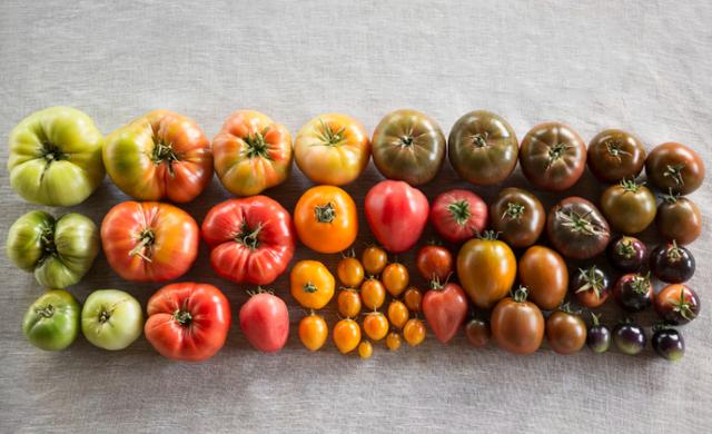 西红柿的风味通常可以按颜色分类(西红柿中的黄色,红色和橙色色调的类