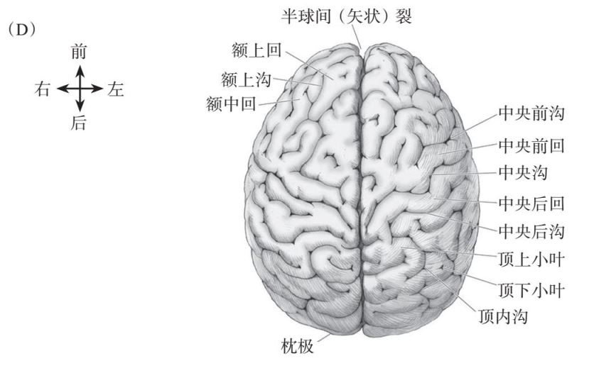 在依据细胞结构将大脑划分出的布罗德曼分区的基础之上,最近人们