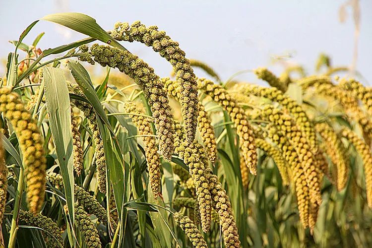 牧野之战背后,竟是中国两种本土粮食的五谷之王争夺战